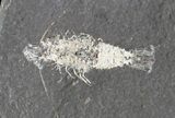 Carboniferous Shrimp-Like Crustacean (Tealliocaris) - Scotland #44410-2